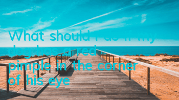 What should I do if my dog ​​has a red pimple in the corner of his eye?