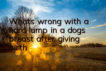 TWhat’s wrong with a hard lump in a dog’s breast after giving birth?