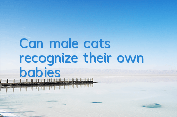 Can male cats recognize their own babies?