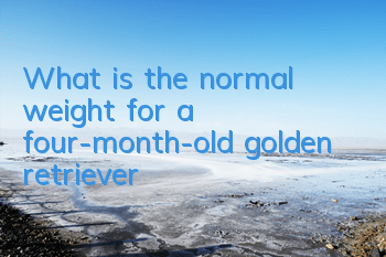 What is the normal weight for a four-month-old golden retriever?