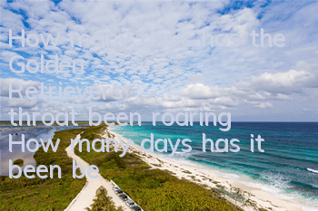 How many days has the Golden Retriever's throat been roaring? How many days has it been before you even think of asking?