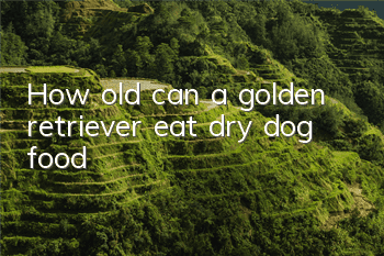 THow old can a golden retriever eat dry dog ​​food?