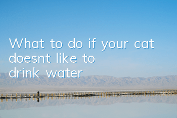 What to do if your cat doesn’t like to drink water