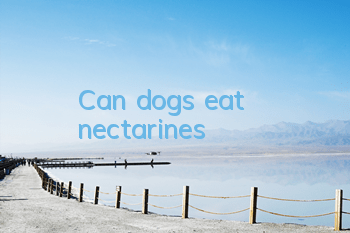 Can dogs eat nectarines?