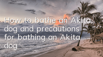 How to bathe an Akita dog and precautions for bathing an Akita dog