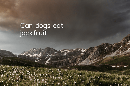 Can dogs eat jackfruit?