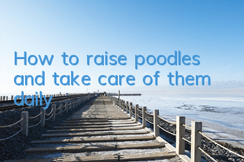 How to raise poodles and take care of them daily