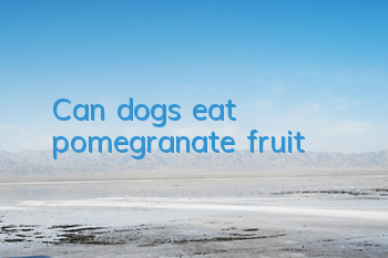 Can dogs eat pomegranate fruit?