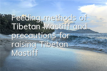 Feeding methods of Tibetan Mastiff and precautions for raising Tibetan Mastiff