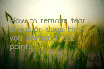 How to remove tear stains on dogs. Have you learned these points?