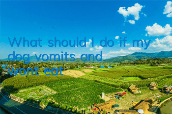 TWhat should I do if my dog ​​vomits and won’t eat?