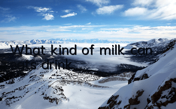 What kind of milk can cats drink?