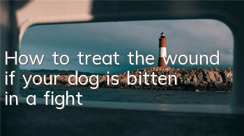 THow to treat the wound if your dog is bitten in a fight