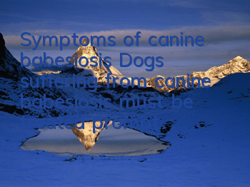 Symptoms of canine babesiosis Dogs suffering from canine babesiosis must be treated promptly!