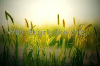 TWhy do girls like cats