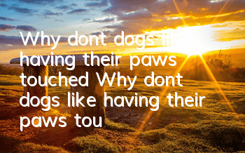 Why don’t dogs like having their paws touched? Why don’t dogs like having their paws touched by you?