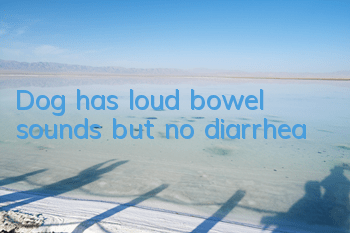 Dog has loud bowel sounds but no diarrhea