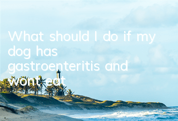What should I do if my dog ​​has gastroenteritis and won’t eat?
