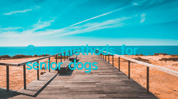 Care methods for senior dogs