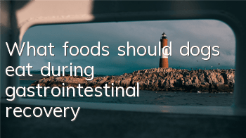 What foods should dogs eat during gastrointestinal recovery?