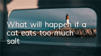 What will happen if a cat eats too much salt?