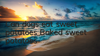 TCan dogs eat sweet potatoes? Baked sweet potatoes