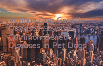 Various Dog Genetic Diseases Several Common Genetic Diseases in Pet Dogs