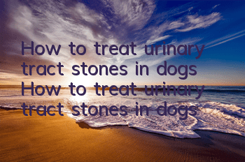 How to treat urinary tract stones in dogs How to treat urinary tract stones in dogs