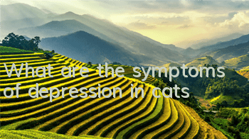 What are the symptoms of depression in cats?