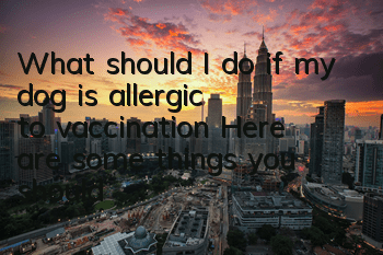 What should I do if my dog ​​is allergic to vaccination? Here are some things you should pay attention to before getting vaccinated