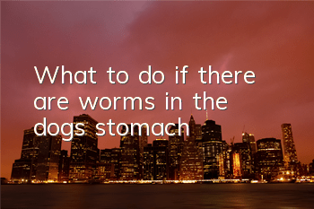 What to do if there are worms in the dog’s stomach