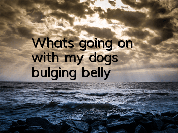 What's going on with my dog's bulging belly?