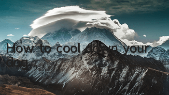 How to cool down your dog