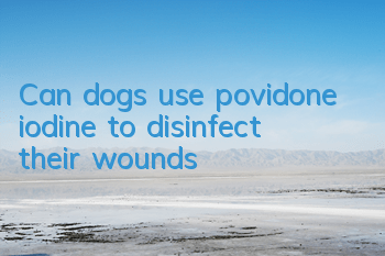 TCan dogs use povidone iodine to disinfect their wounds?