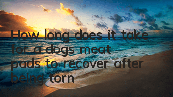 How long does it take for a dog’s meat pads to recover after being torn?