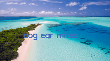 dog ear mites