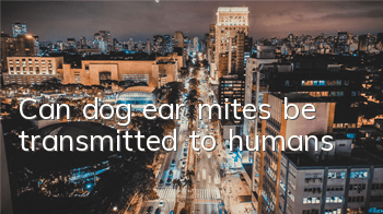 Can dog ear mites be transmitted to humans?