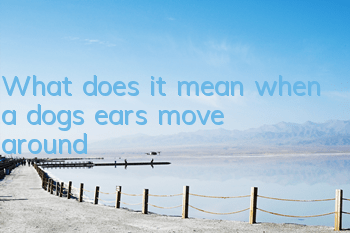What does it mean when a dog's ears move around?