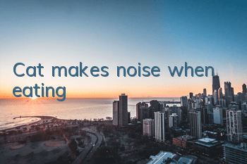 Cat makes noise when eating