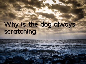 Why is the dog always scratching?