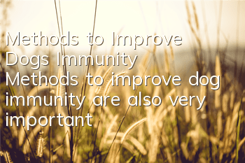 Methods to Improve Dog’s Immunity Methods to improve dog immunity are also very important!