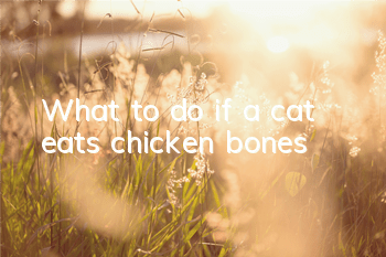What to do if a cat eats chicken bones