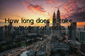 How long does it take to expose cat moss to the sun?