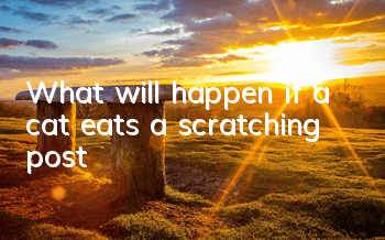 What will happen if a cat eats a scratching post?