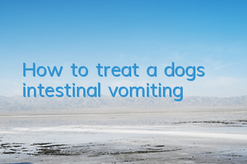 How to treat a dog’s intestinal vomiting