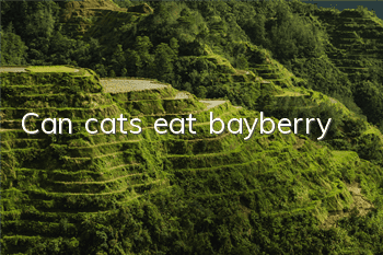 Can cats eat bayberry?
