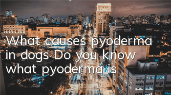 What causes pyoderma in dogs? Do you know what pyoderma is?