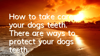 How to take care of your dog’s teeth. There are ways to protect your dog’s teeth.