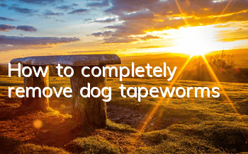How to completely remove dog tapeworms
