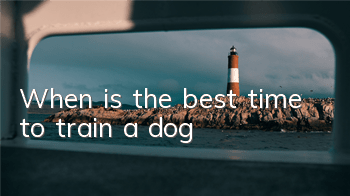TWhen is the best time to train a dog?